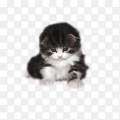 可爱黑板花纹小猫