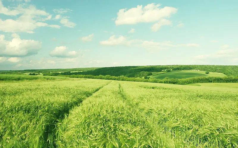 蓝天白云下的绿色稻谷