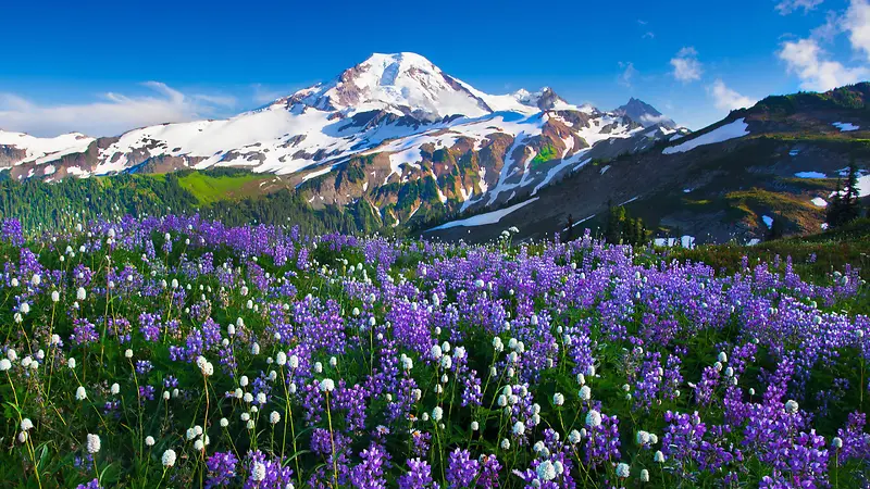 蓝天白云雪山紫色花朵