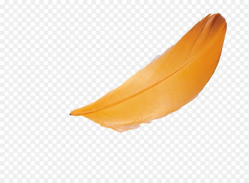 飘着的橘色羽毛