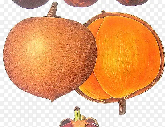 手绘橙色大坚果