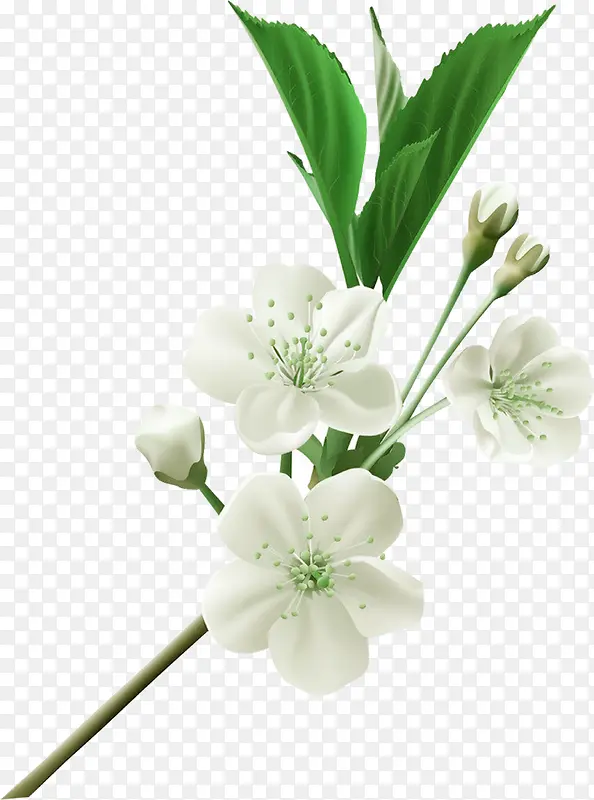 绿色春季美丽花朵小草