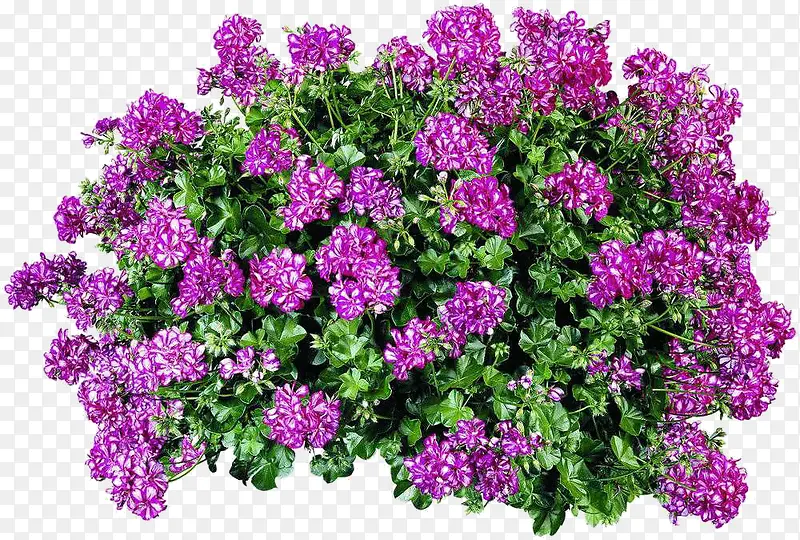 紫色天竺葵