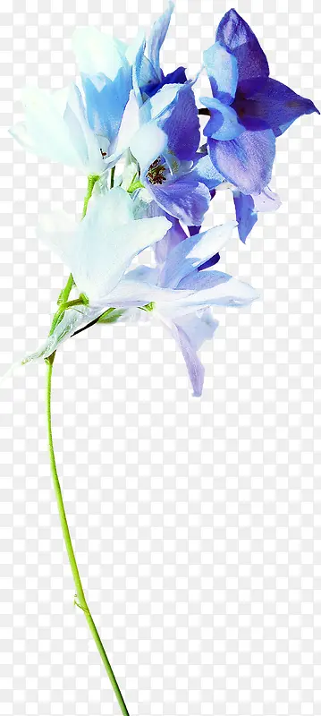 花卉