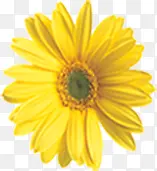 黄色植物花朵海报效果