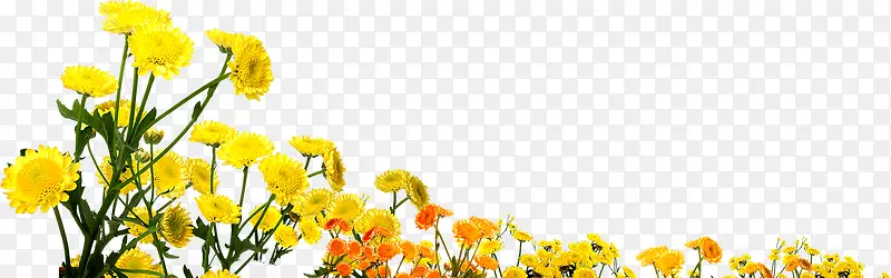 春天黄色公益花朵