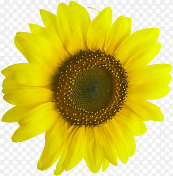 黄色夏日手绘花朵