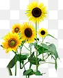 植物向日葵黄色花朵效果