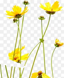 黄色花朵植物美景春天