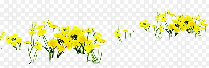 植物花朵黄色海报小清新