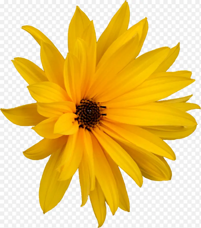 一朵黄色的向阳花