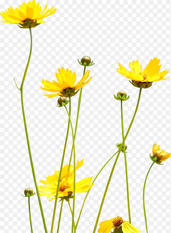黄色艺术手绘花朵