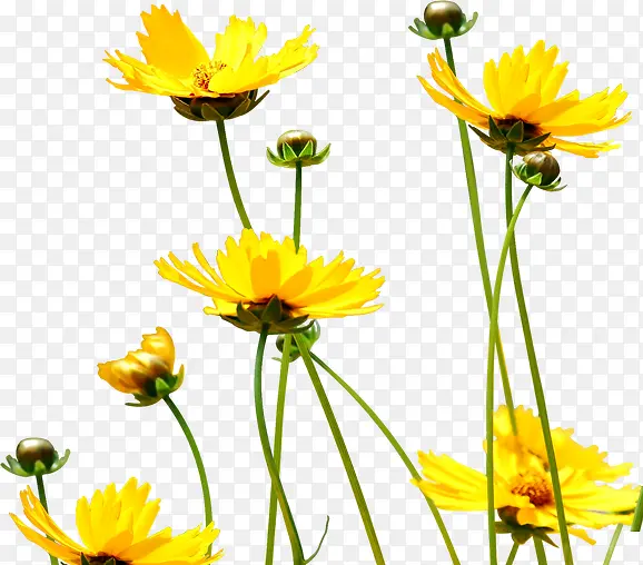 黄色野花花朵美景
