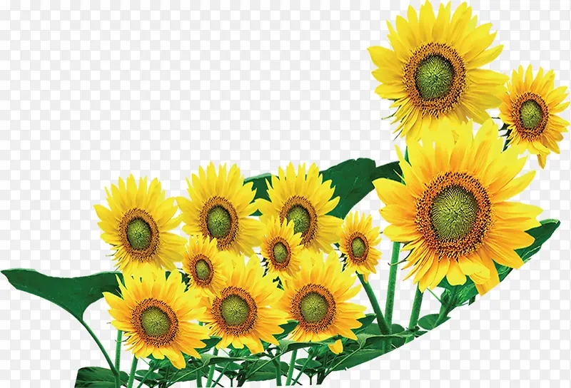 黄色卡通向日葵花朵植物装饰