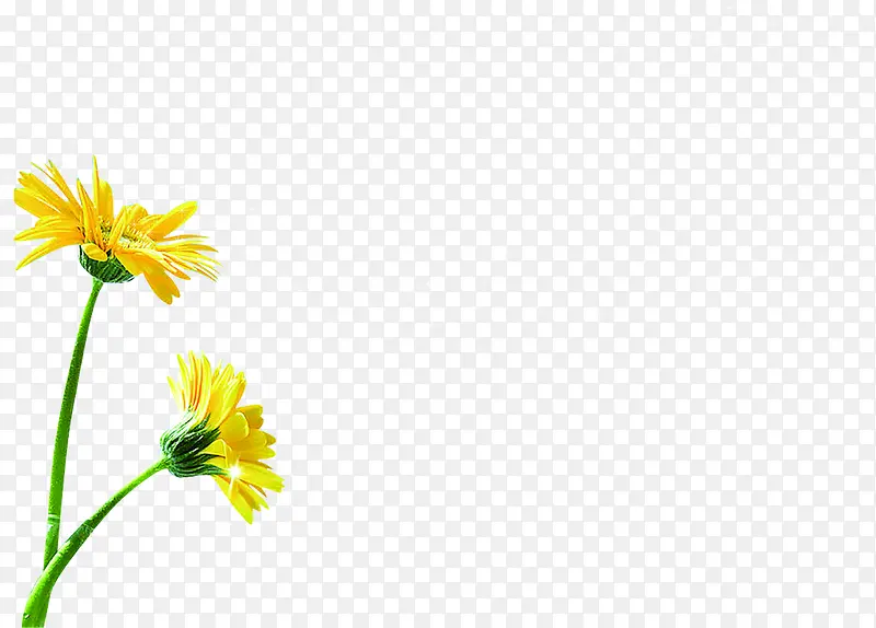 创意海报设计黄色花朵植物