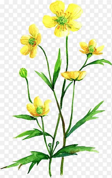 黄色手绘花朵