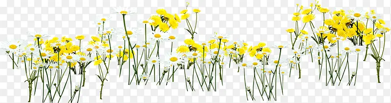 春天黄色田园花朵