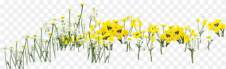 黄色草地花朵美景春天
