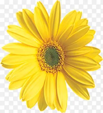黄色卡通效果设计花朵