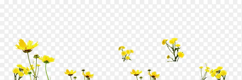 黄色的小花