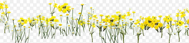 黄色小花朵绿叶海报