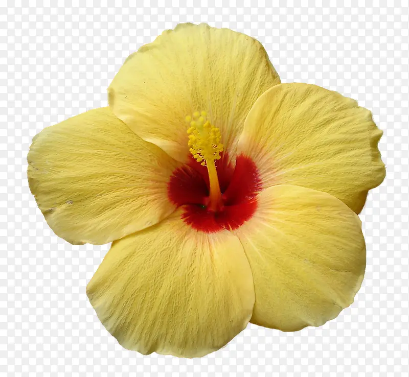 黄色的花