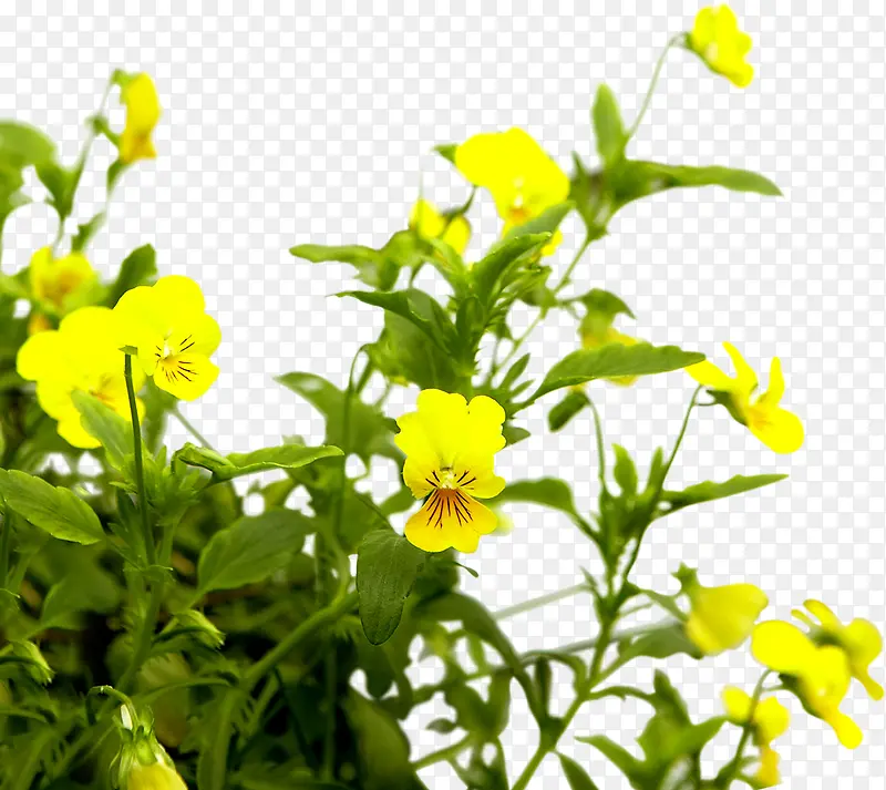 黄色花朵美景植物景观