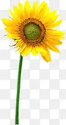 黄色创意手绘向日葵花朵
