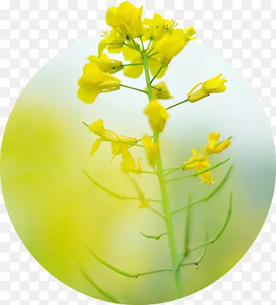 黄色可爱温馨花朵美景