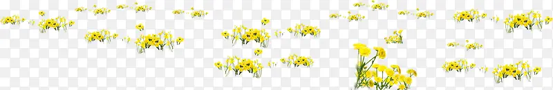黄色唯美花朵美景春天