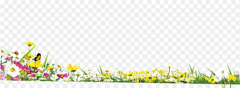 黄色烂漫花朵草地