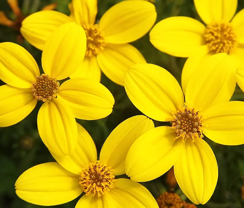 黄色高清花朵花瓣