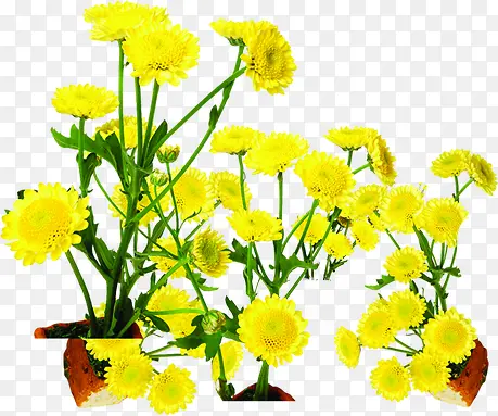 黄色夏日花朵设计植物