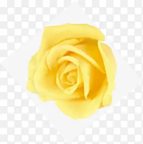 黄色时尚花朵玫瑰