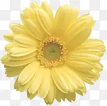 黄色分层创意花朵植物