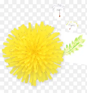 黄色花朵装饰图片植物
