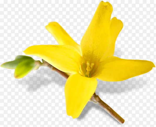 黄色春天盛开花朵