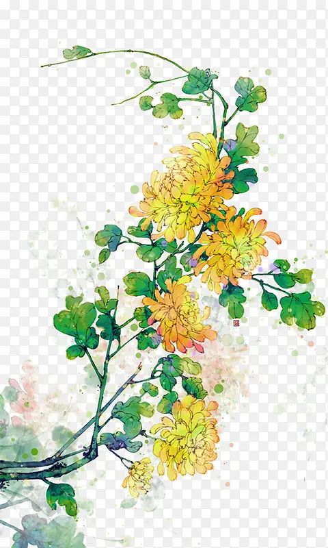 手绘花卉黄色菊花
