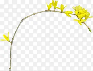 黄色花朵树枝