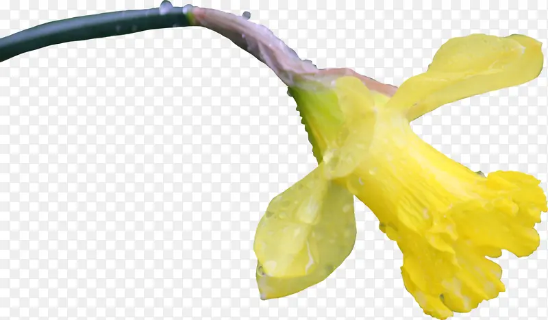 唯美黄色花朵素材图片