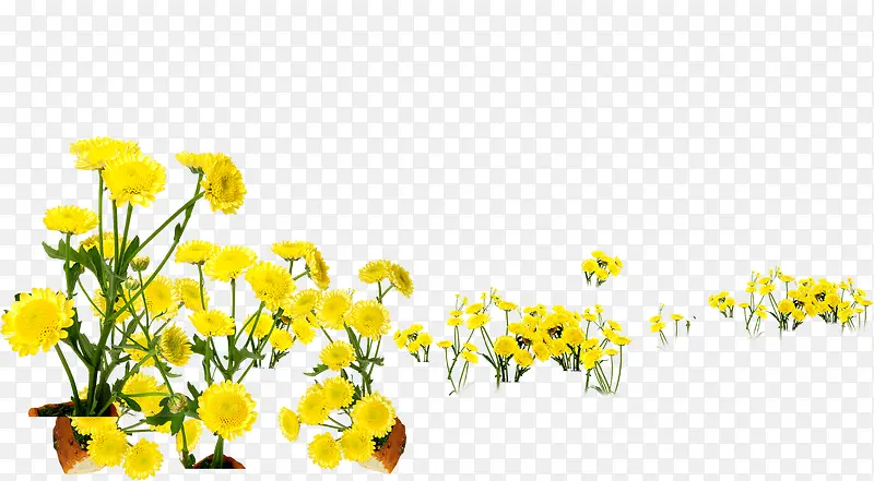 春天黄色花朵路边装饰