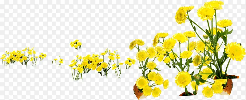 黄色唯美春天清明花朵
