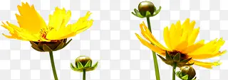 黄色高清春季花朵