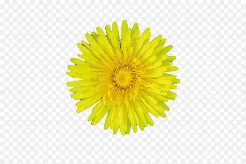 黄色小雏菊