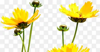 黄色春季花朵花苞
