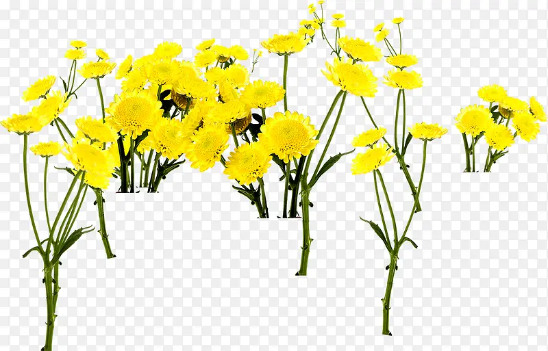 黄色清新郊外花朵艺术