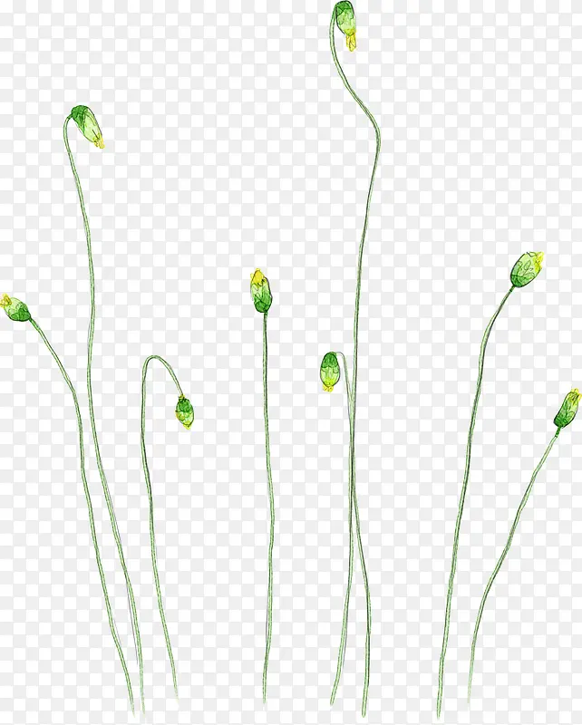 黄花黄色花朵图片