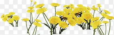 黄色植物花朵效果夏日