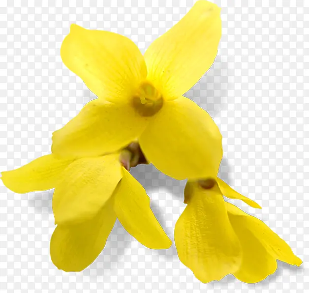 黄色春天花朵景色