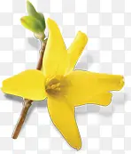 黄色卡通花朵精致